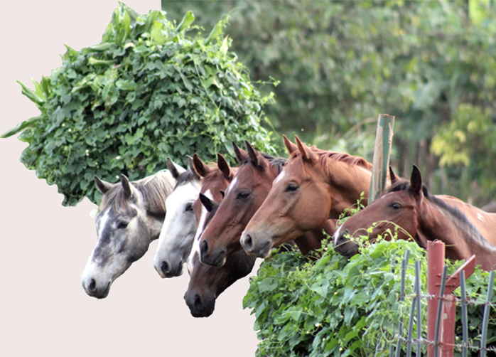 some of our horse looking over the fence