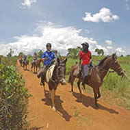 1.5hr mixed group horse ride